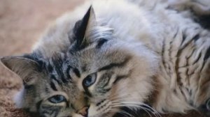 Кис-кис мяу....