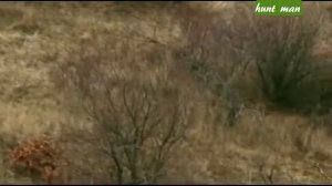 Загонная охота на копытных в Венгрии