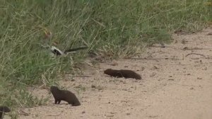 Мангуст притворяется мертвым