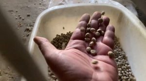 Экструдер для изготовления корма  кошек и маленьких собак.