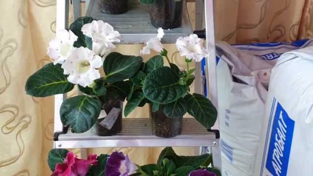 ОБЗОР СЕЯНЦЕВ 7.11.21 смотреть онлайн