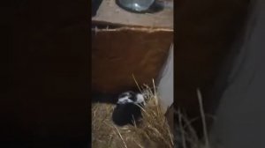 Когда нужно убирать маточник, и сколько дней крольчатам?