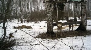 КОСУЛИ В ДИКОЙ ПРИРОДЕ .