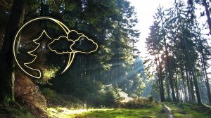 Расслабляющие Звуки природы 🌿 для сна и релаксации, Медитации, Звуки Леса, Nature Sound