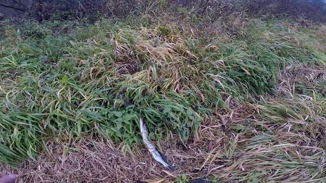 Пробую ловить инерционной катушкой Нельма. Особенности заброса. Щучки на верхней Москве реке! смотреть онлайн
