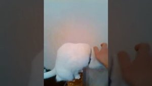 Как дрессировать кошку.