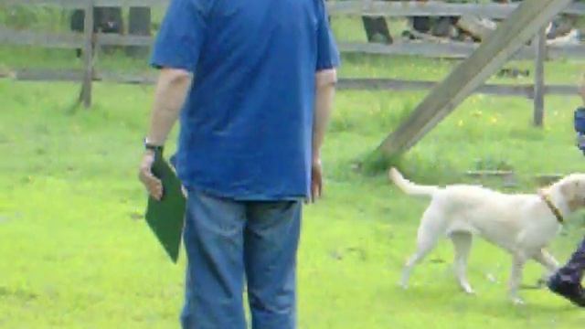 Сдача норматива BH (собака-компаньон) 25.05.13 смотреть онлайн