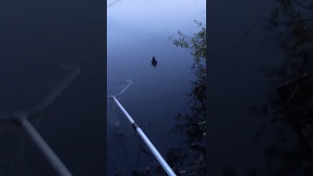 Поймали ворону на рыбалке
