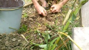 С 1 лунки половина ведра картошки. ФИРМЕННЫЙ РЕЦЕПТ.