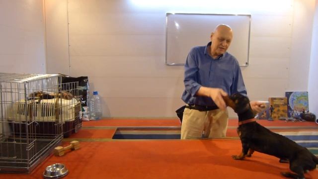 Дрессировка таксы Гавра. День 9. Вечернее занятие смотреть онлайн