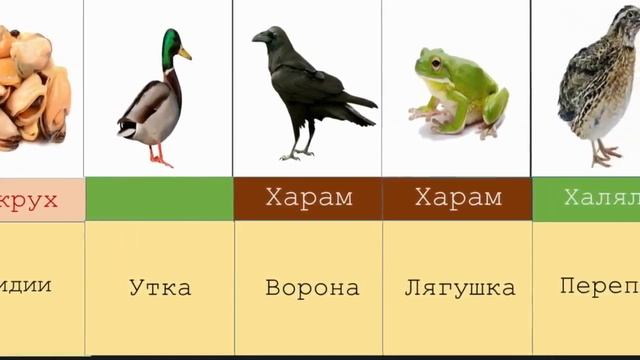 Какие животные харам и халяль в исламе смотреть онлайн