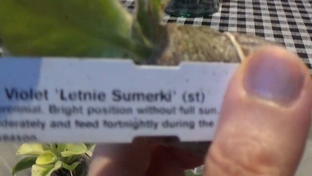 Begonia & African Violet haul_ Dibley's смотреть онлайн