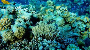 Лучший риф, Шарм Эль Шейх. Sentido Reef Oasis SR.