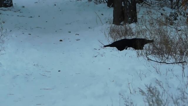 Зимний лес.Релакс смотреть онлайн