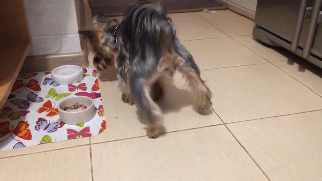 Йорк Боня - ну очень вкусное мяско! смотреть онлайн