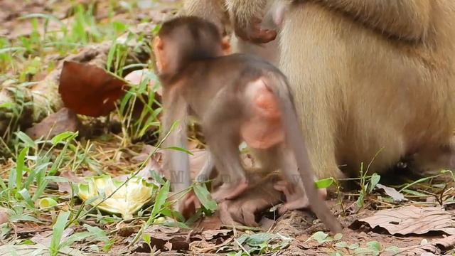 Action Ugly face's cute baby monkey, mild baby says to mom, Mom doesn't scare baby 528 смотреть онлайн