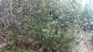 Racer и GR SX 150, покатушки по лесу