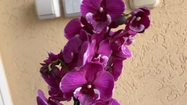 Только редчайшие орхидеи в новом поступлении в Экофлору. Леко Фантастик, Джулия, Каменная Роза ... смотреть онлайн