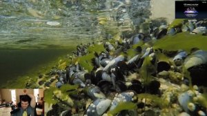 Verni Shavermy Смотрит Выживание с Эдом 17.11.2020