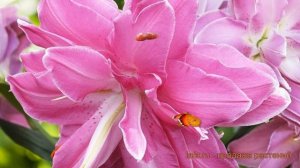 Лилия восточная махровая Лотус Уандер (lilium) ? обзор: как сажать, саженцы лилии Лотус Уандер