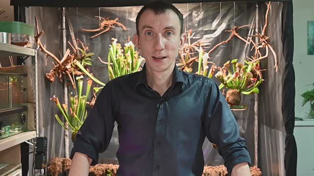 Адаптация редких непентесов