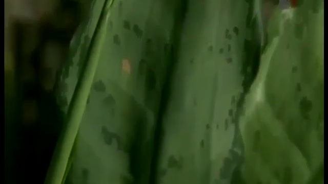 Пользу или вред приносят комнатные растения для дома?