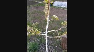 Груша, сорт Вильямс,  на 5-й год после посадки . VID 20210506 192033