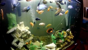 аквариум 1000 литров