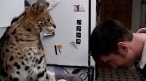саванна кот атакует - savannah cat attack