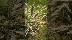 Ива Хакуро Нишики. Цветение.
