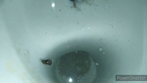 Засор унитаза.