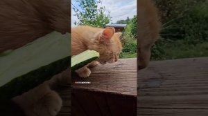 Завтрак Рыжули 🥒😻👍 #cat