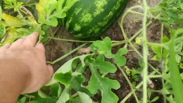 Огромный урожай томатов.Первые арбузы. Огромная тыква.Голубика Блюкроп и Патриот.6 августа 2022. смотреть онлайн