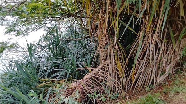 Pandanus Tree | False Pineapple Plant | Watakeiya and Dunukeiya Shrub (Pandanus Kaida) смотреть онлайн