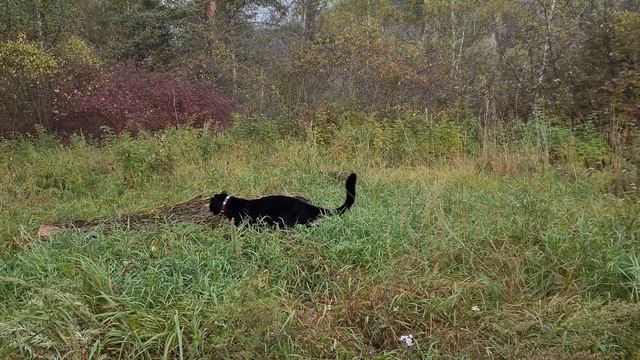 Luna the panther on a uninhabited island 🐆🏝 смотреть онлайн
