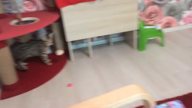 Африканский сервал смотреть онлайн