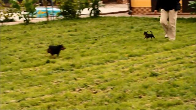 Прогулка.Пражские крысарики и цвергпинчеры. смотреть онлайн