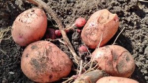 Картошку садим когда Колорадский жук не видит? Сорт «Хозяюшка»