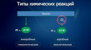 Урок 3. Типы мышечных волокон
