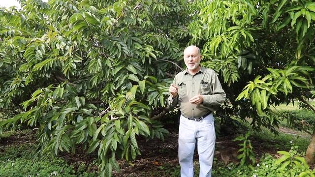 Annonas with Har | Custard Apple (Annona reticulata)