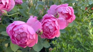 Royal Jubilee David Austin rose 🌸spring 23🌸