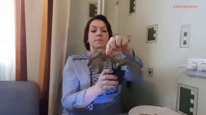 Как заставить декабрист цвести