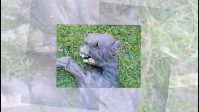 Body of an alien monster South Africa Тело инопланетянина-монстра смотреть онлайн