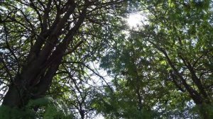 Сколько меда дает гледичия с 1 га. Отличный медонос после акации.