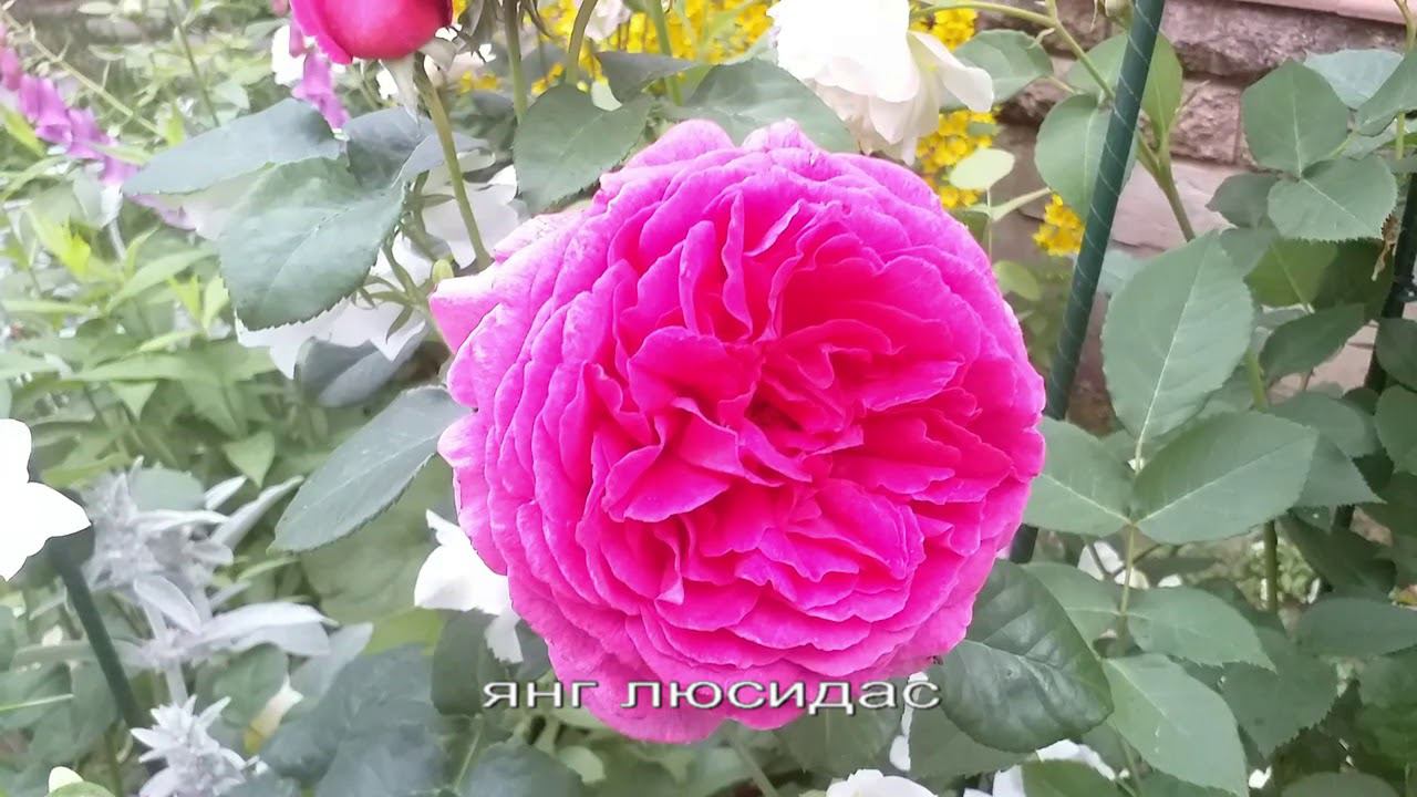Розы Остина. Вильям Шекспир, Янг Люсидас, Манстед Вуд #розы #розыостина