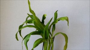 Калла домашняя белая