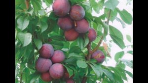 Autumn Giant Aksel Bahçe