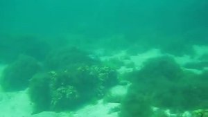Обитатели Черного моря. Скат
