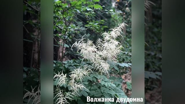 Волжанка двудомна Aruncus dioicus смотреть онлайн