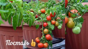 Какой томат самый низкорослый! Его можно вырастить на подоконнике.Tomato.
